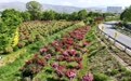 甘肃甘谷:深耕月季种植养护 绘就城市绿化新画卷