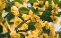 聚焦江苏文库|浸润江南文脉的那一缕桂花香