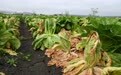 指向球生菜 美国最大规模环孢子虫病感染调查结束