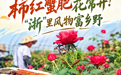 把丰收写成诗|柿红蟹肥花常开!“浙”里风物富乡野