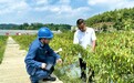 何以中国·青绿人间丨一椒尝出中国味 “绿电”托举产业兴
