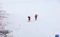 中国第16次北冰洋考察|“雪龙2”号开展冰站作业