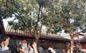 从4万到17万!十年参观人数涨3倍多,被“挤爆”的老舍故居有何魅力?
