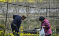 给农民涨养老金,兼顾“尽力”与“量力”