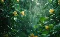 “造雨人”药明康德