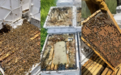 外媒:澳大利亚昆士兰州发生多起“精心策划”盗窃案,超80万只蜜蜂被盗