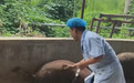 石家庄一兽医给中暑猪打针,满猪圈跑还栽粪坑引全网围观