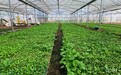 “峰”景正好|一株油菜薹,何以从冬闲田俏销京沪与粤港澳大湾区?