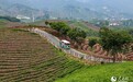 信阳毛尖如何“冒尖”?
