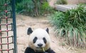 大熊貓“健健”“康康”將赴成都學習 10月9日起接受隔離檢疫