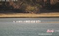 大批大白鹭再现阳关湿地