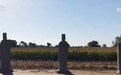 千年石像“活”起来、“火”起来 到“皇陵收麦子”成秋日文旅独特风景线
