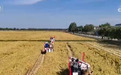 稻浪鎏金开镰忙 智能化装备减损保收让“传统秋收”变身“智慧丰收”