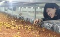 云南科研专家破译中华腐生牛肝菌“基因密码” 助力科技养菌新发展