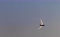星空相册丨本年度最后一次“长庚伴月”现身天宇#(2)