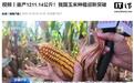 亩产1211.14公斤:我国玉米种植迎全球新纪录,一个人一部手机管上万亩地