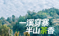 古寨新生 听景迈山人讲茶山新故事
