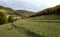 甘肃张家川:关山秋韵醉人间 绚丽山色引客来