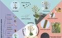 验证达尔文150年前科学猜想,青藏高原发现虎耳草目首个食虫植物