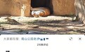 山东烟台一老虎在动物园内死亡?园方:谣传,在躺着晒太阳
