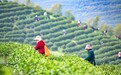 春染茶山喜丰收
