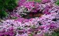 杜鹃花开满园春