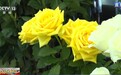 视频丨以鲜花致敬英雄 长征主题月季首次亮相云南斗南花市