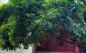西安一千年古刹内,扫地大叔将满地桂花扫成心形图案,拍摄者:他心中一定很有爱,在平凡岗位上给游客呈现独特浪漫和惊喜