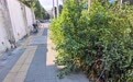 极目帮办丨绿化带枝条“伸腿”拦路,街道协调园林部门及时修剪