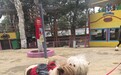 1元起拍!京东拍卖带火“现实版小马宝莉”,商家称矮脚马销量暴涨7成
