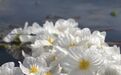 海菜花见证洱海生态之变