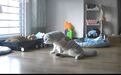 猫咪集体瘫痪,谁之过?