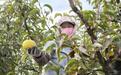 (乡村行·看振兴)“中国苹果梨之乡”吉林龙井:甜梨产业结出亿元硕果