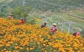 建起古渡新村 种出食药宝库(赓续长征精神 奋进复兴征程·记者再走长征路)