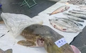黑龙江一菜场摆出3米长鳇鱼,标价120元一斤,野生达氏鳇严禁交易,养殖个体可买卖