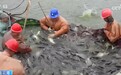 “双节”临近 节庆消费市场持续升温 海鲜市场购销两旺 丰富百姓节日餐桌