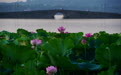 节令之美|夏至:最长白昼里,荷风送香来