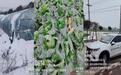 风雪袭鄂致农作物受损,长江财险踏雪理赔预计超500万