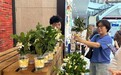 大雨挡不住热情,武汉博物馆百份栀子花“秒光”