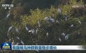 我国候鸟种群数量稳步增长