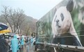 去卧龙 看福宝(中文人物坊)