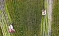 重庆荣昌:3.6万亩再生稻迎丰收