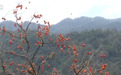 寻秋景,一起来奔县!沉浸式、多层次全域游串联云海山野、潮流休闲与人间烟火