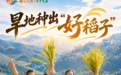 彩云之南·万千气象|旱地种出“好稻子” 山区粮田迎来新变化