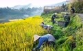 图片故事丨千年梯田 生生不息