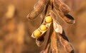 河北成为国内重要大豆良种输出地 大豆年供种能力超4000万公斤