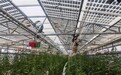 活力中国调研行|番茄、彩椒等年产能翻一番,光伏大棚如何破解干旱区农业痛点