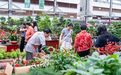 河北涞水南花北送,集散全国鲜花1小时直达北京:“一朵花”延伸出更长产业链