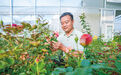 “花痴博士”倾力为月季装上“中国芯”