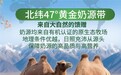 从奶源到质检全链路解析,2026骆驼奶粉蛋白质含量高|迪奢思有机纯驼乳粉实测报告